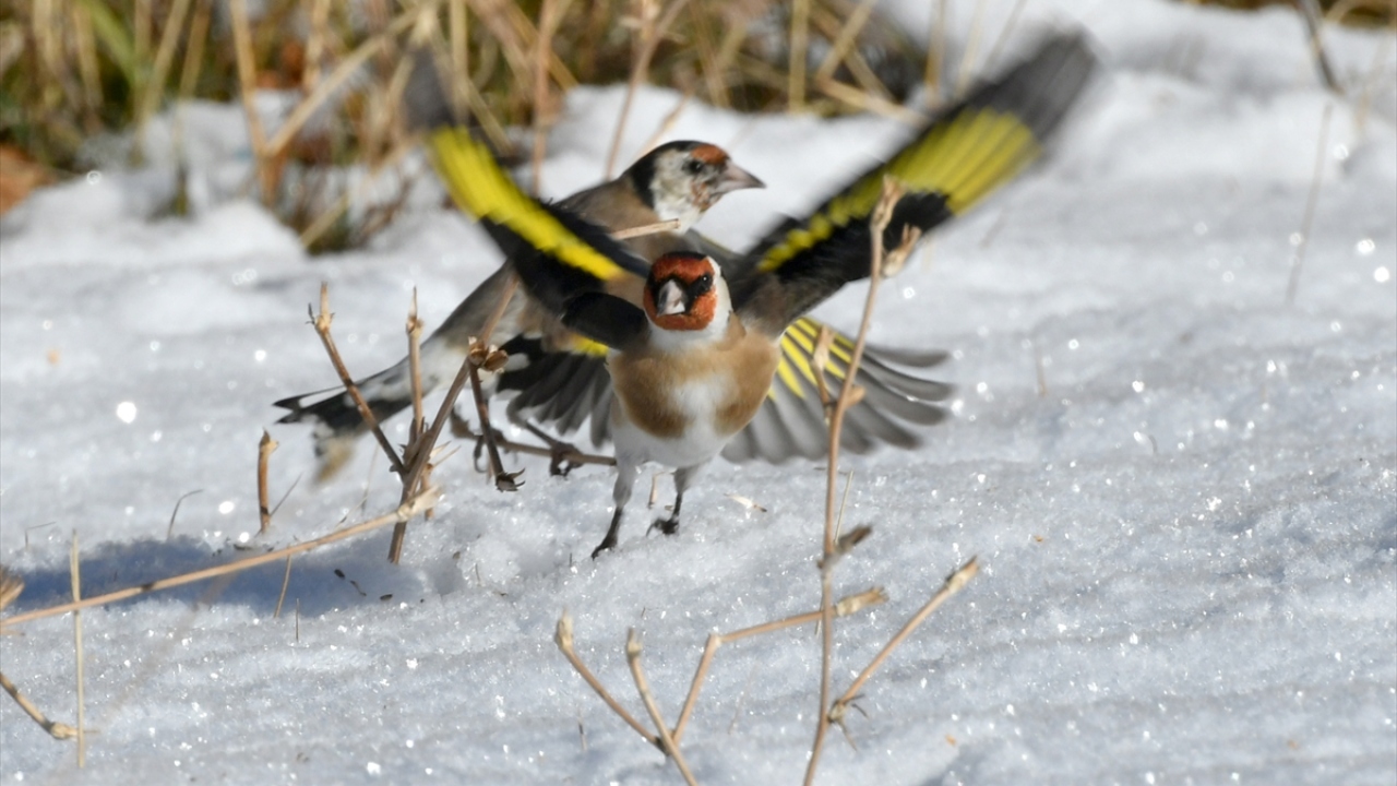 Küçük göletlerin buz tuttuğu ilçede, kayak merkezi ve dağların yanı sıra karla kaplanan sarı çam ormanlarındaki ağaçlar "beyaz gelinliğini" giydi.