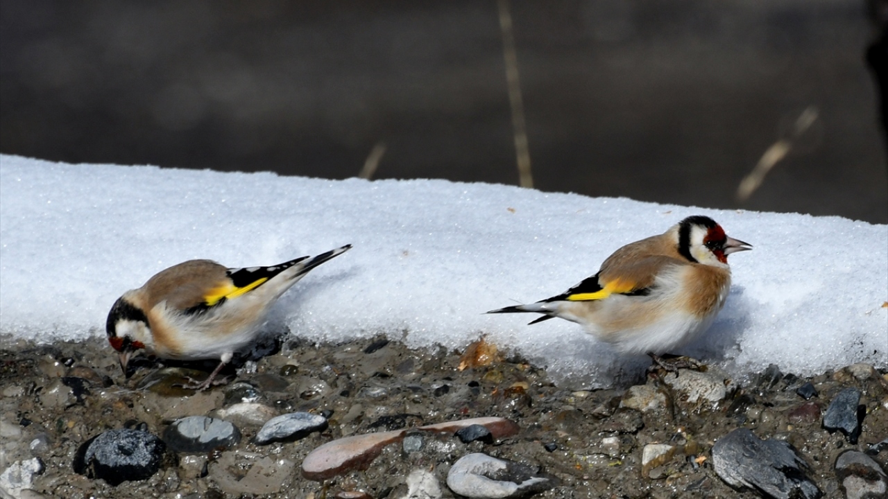 Karın yağmasıyla yiyecek bulmakta güçlük çeken şakrak kuşlarının, bitkilerin tomurcuklarını yiyerek beslenmeye çalışması dikkati çekti.