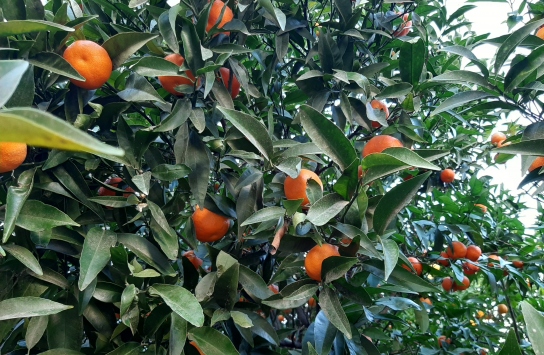 Bodrum mandalinasının kokusu ABDye taşındı