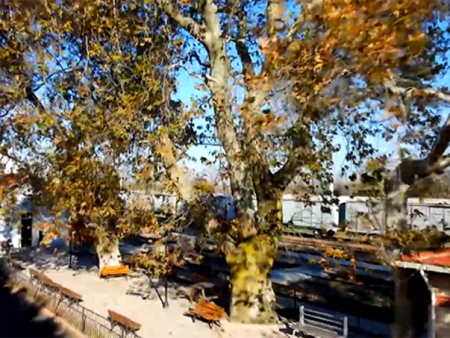 Edirne'de 22 anıt ağaca özel koruma