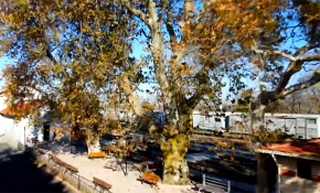 Edirne'de 22 anıt ağaca özel koruma