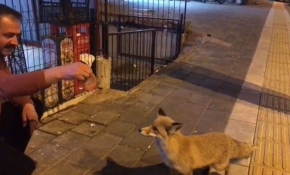 Yiyecek aramak için şehre inen tilkiyi eliyle besledi