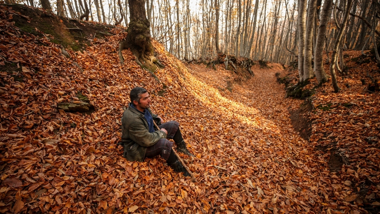 "Ormana sahip çıkıyor"