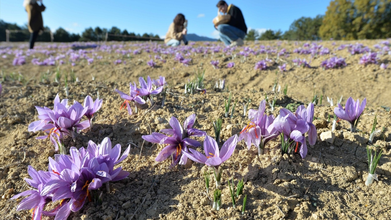 Ağırlığının 100 bin katı kadar sıvıyı sarıya boyayabilen, kilogramı 40 bin liradan alıcı bulduğu için "dünyanın en pahalı bitkisi" olarak adından söz ettiren safrandan bu yıl 26 kilogram hasat yapıldı.