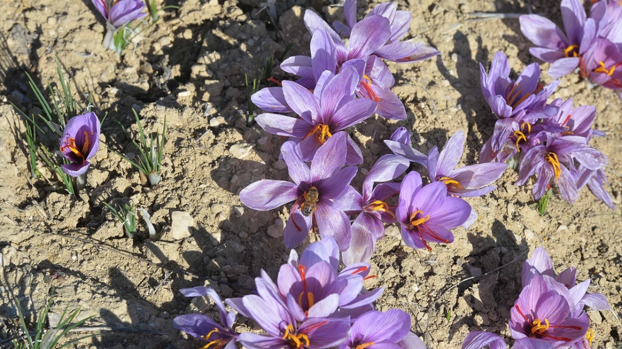 Safranbolu safranının kalitesinin diğer yöre ve ülkelere göre öne çıktığından bahseden Gürel, devletin üreticilere ve üretmek isteyenlere her türlü desteği verdiğini kaydetti. 