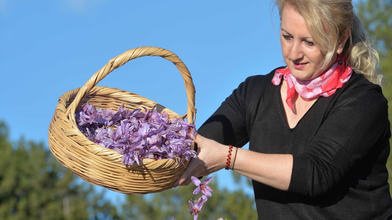 Ağustos ayında ekimine başladıkları safranın ekim-kasım aylarında çiçeklerini topladıklarını vurgulayan Yılmaz, 3 yılda bir soğan ekiminin de yapıldığını belirtti. 