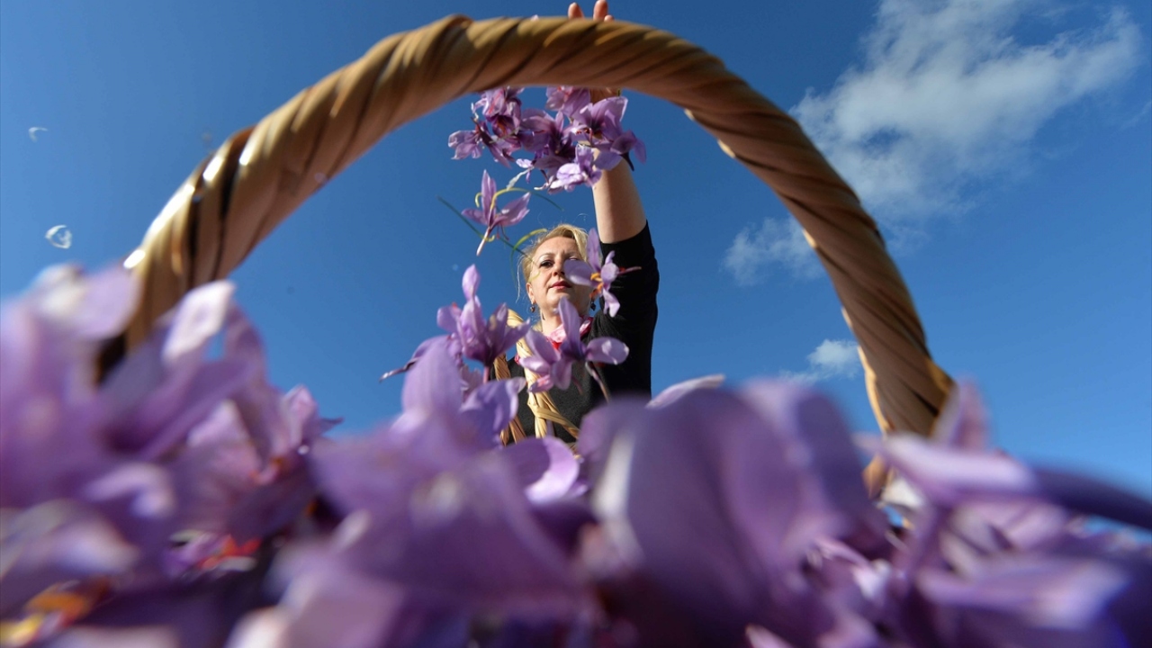 Safranbolu safranının diğerlerine göre farklı ve kaliteli olduğunu aktaran Yılmaz, bunun için tercih edildiğini dile getirdi.