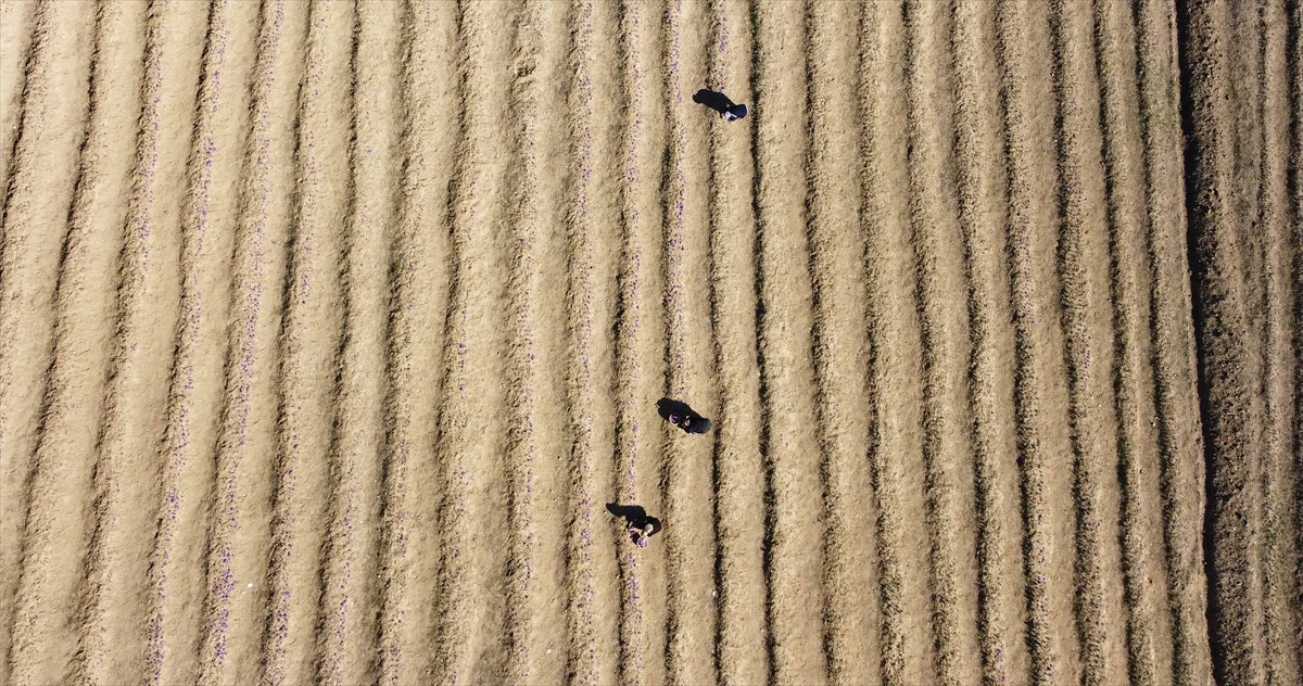 Safran üreticisi İsmail Yılmaz ise safranın özellikle yemeklerde kullanıldığını ifade etti.