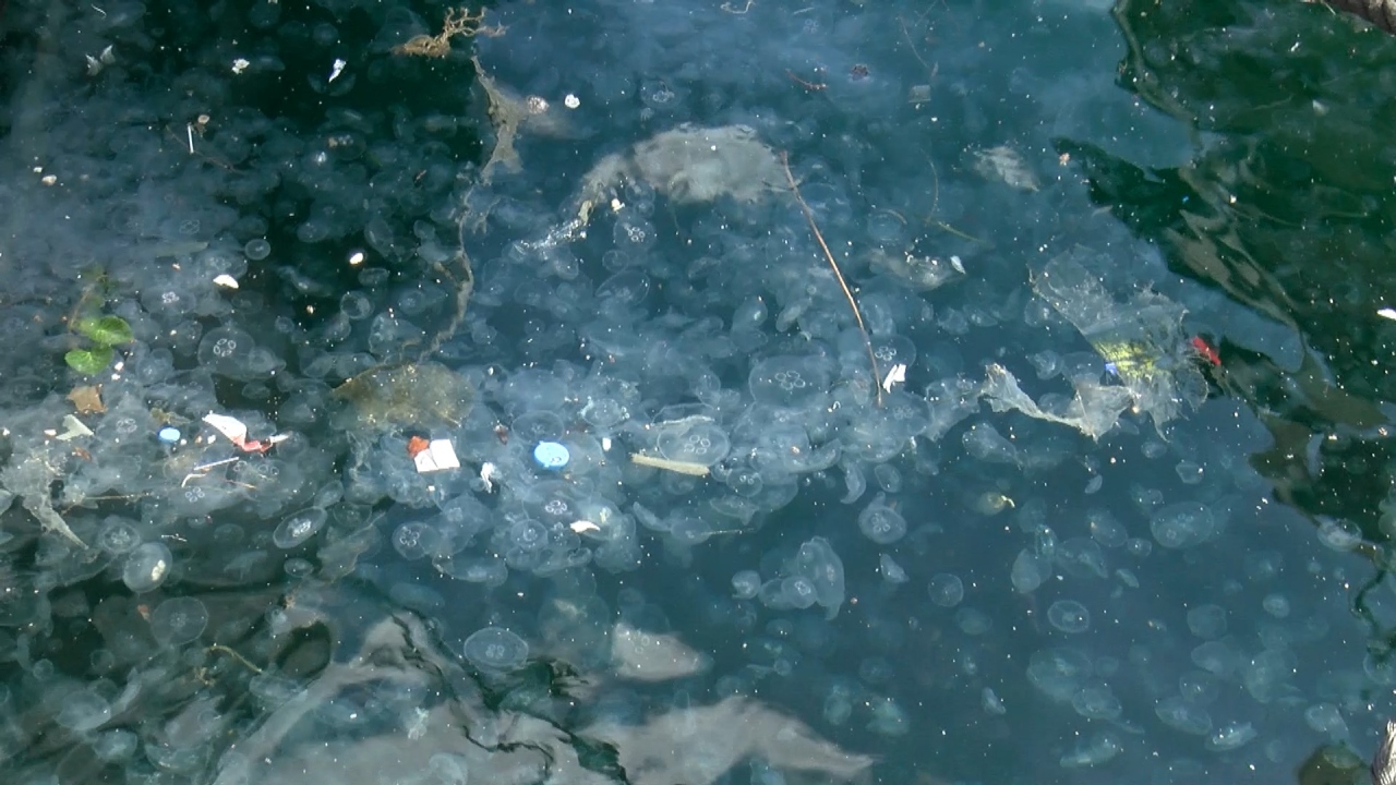 "Denizleri ne kadar kirletirsek biz bu denizanalarını o kadar çok göreceğiz"