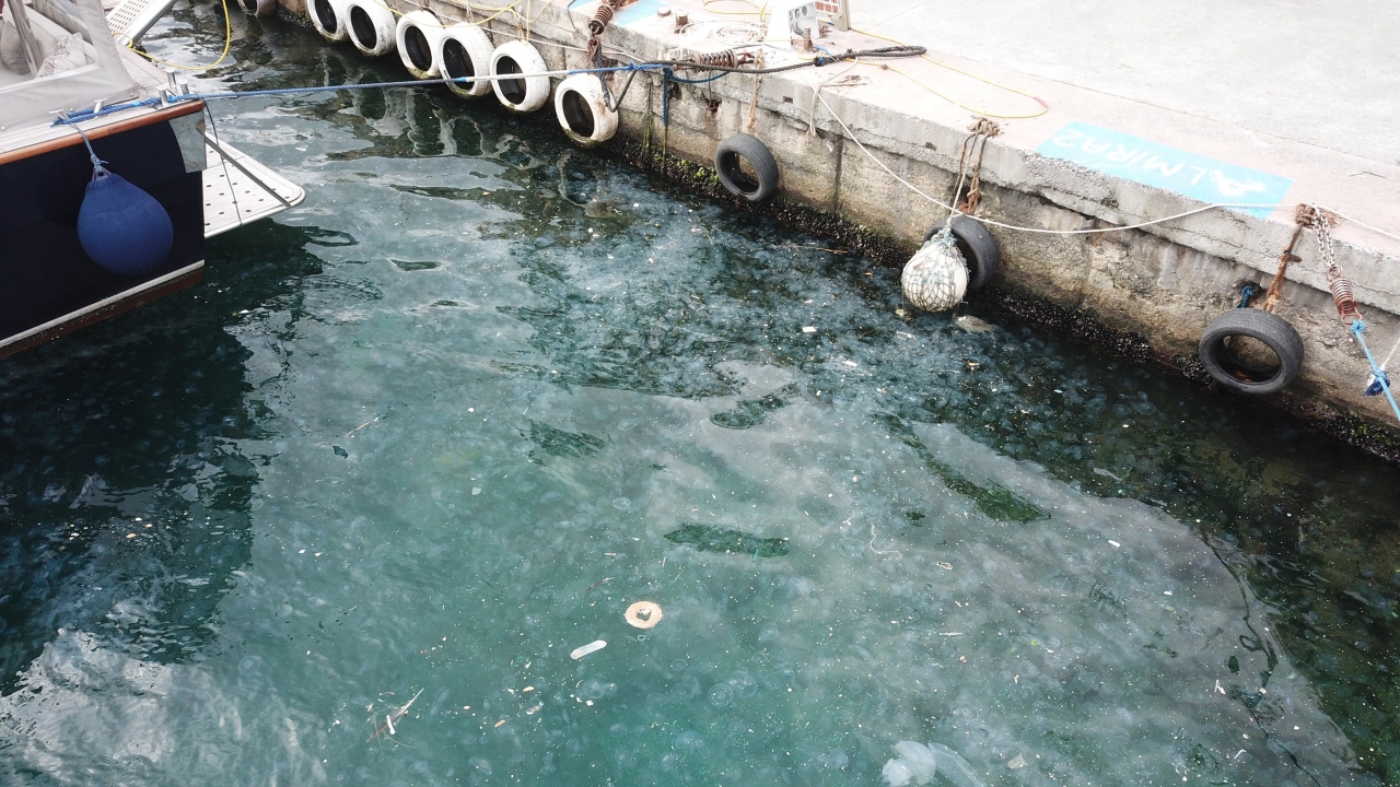 Balıkçılar şikayetçi