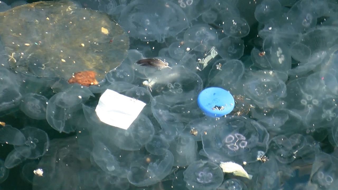 "Denizanalarında, boğazda yoğun olarak esen lodos ve poyraza bağlı artış var"