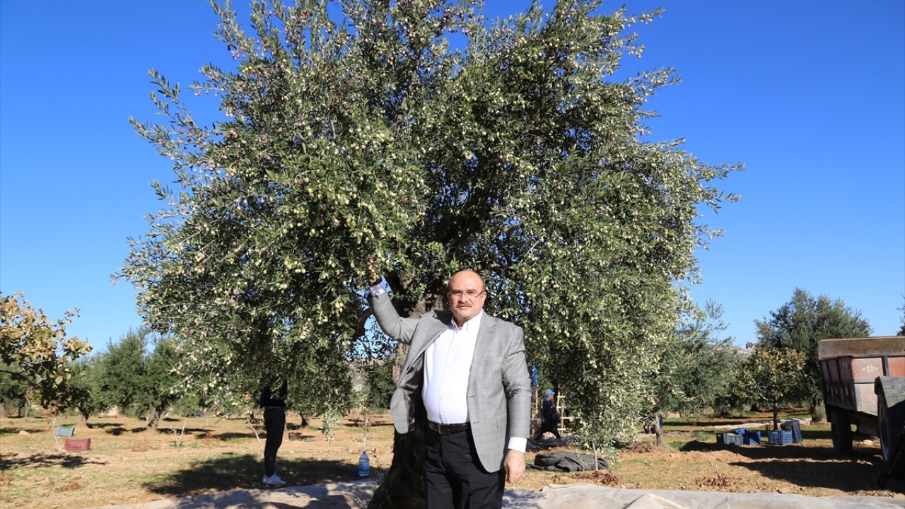 Traktörle geldiği tarlada tarım işçileriyle zeytin hasadı yapan ve baklava ikramında bulunan Nizip Belediye Başkanı Mehmet Sarı, ilçenin Antep fıstığı ve zeytin üretiminde öne çıktığını söyledi.
