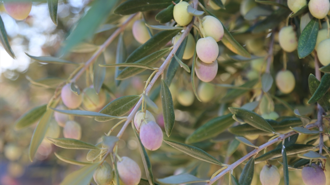 Ağaç varlığı ve rekolte bakımından her yıl düzenli artışın gerçekleştiği ilçede, yağışların başlamasıyla üreticiler hasat için kolları sıvadı. 