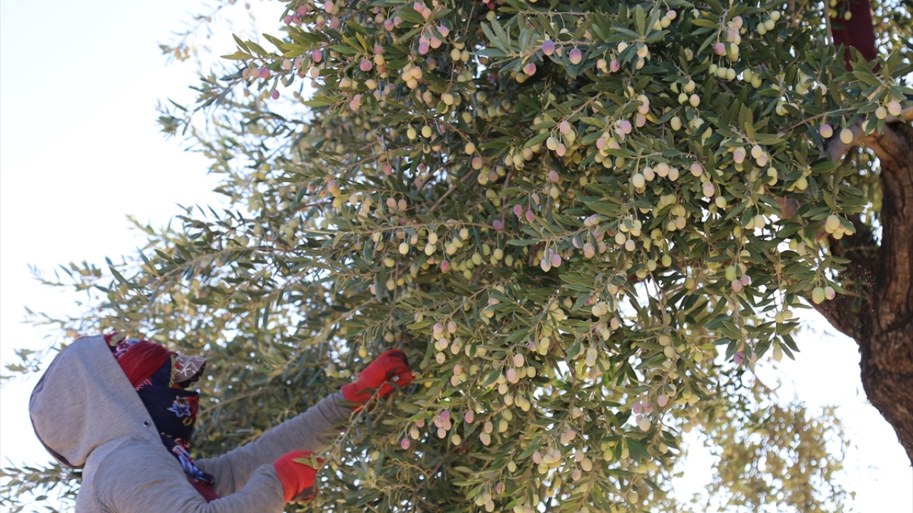 İlçe genelinde bir süre önce sona eren Antep fıstığının ardından şu an zeytin hasadına başlandığını ifade eden Sarı, şöyle konuştu: