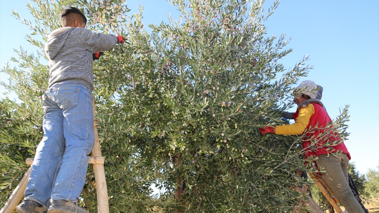 Üreticilerden Doğan Aslan ise mevsim itibarıyla sabah erken saatlerde başlayan zeytin hasadında sofralık ve yağlık zeytin toplanıldığını aktardı.