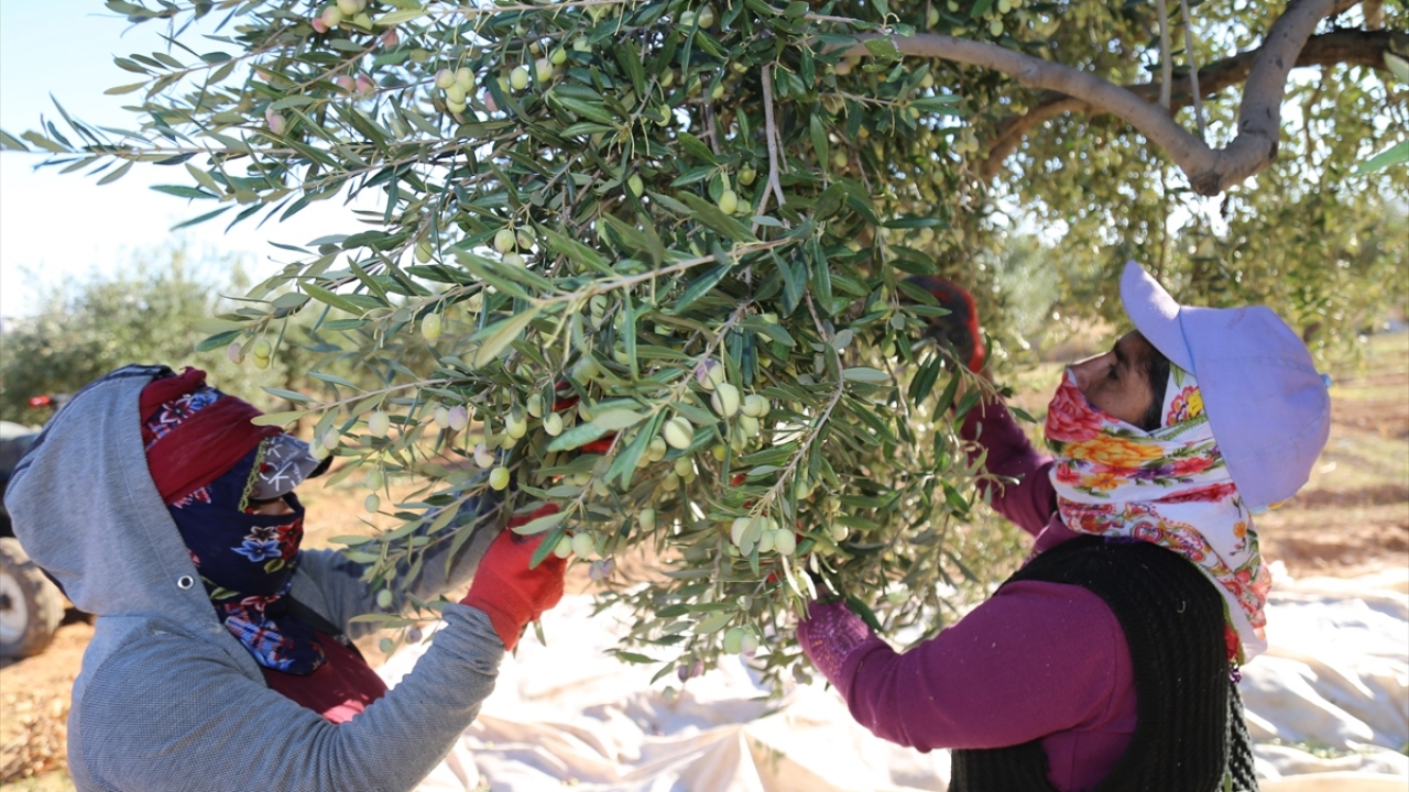 Tarım işçilerinden Ahmet Gürkan da akşam neredeyse güneş batana kadar hasada devam ettiklerine işaret ederek, şunları kaydetti: