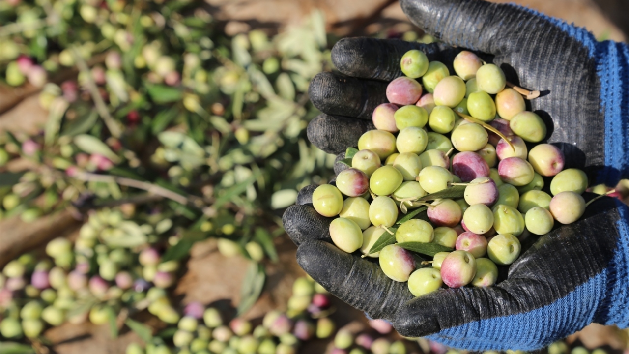 Zeytinyağı üretimi yapan Ahmet Uygur da üreticilerin topladığı zeytinlerin işletmesinde zeytinyağı haline getirildiğini belirterek, şunları ifade etti: