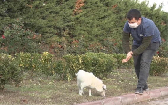 Balıkesirde akaryakıt istasyonunda 2 köpeğin ezilmesiyle ilgili adli işlem başlatıldı