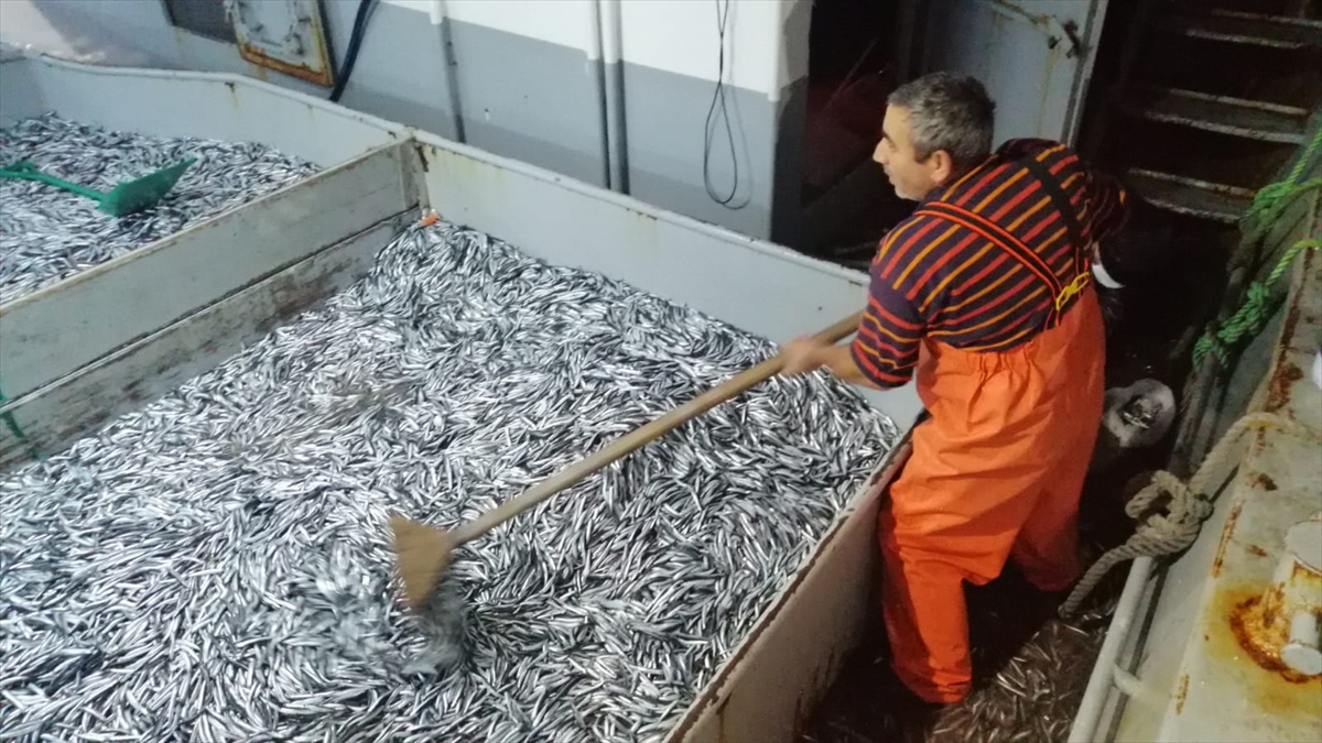 Kozlu ilçesindeki limana yanaşan balıkçıların avladığı yaklaşık 10 ton hamsi, kasalarla araçlara yüklenerek Türkiye`nin çeşitli illerine gönderiliyor.