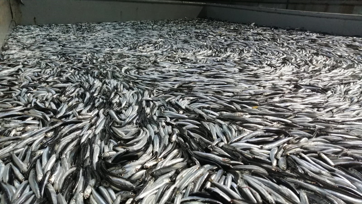 Kozlu Su Ürünleri Kooperatifi İkinci Başkanı Ergün Kayhan, gazetecilere yaptığı açıklamada, tonlarca balıkla limana dönmenin mutluluğunu yaşadıklarını söyledi.