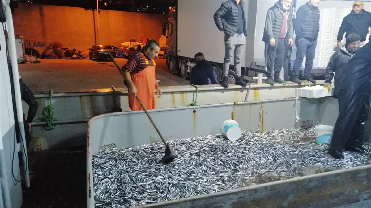 Tekne kaptanı Fahri Ören de yaklaşık 10 ton hamsiyi Kozlu açıklarında yakaladıklarını dile getirdi.