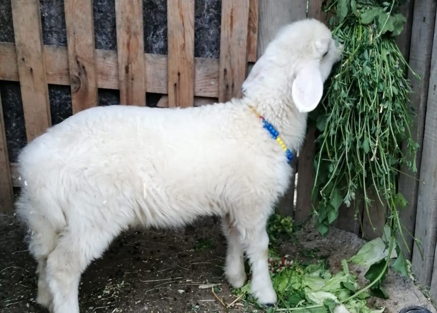 Akpınar, Maysa`nın ailenin bir ferdi gibi görüldüğünü söyledi.