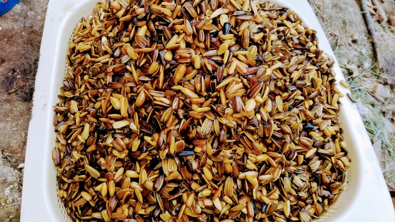 Daha sonra elekten geçirilerek kumdan ayrıştırılan çekirdekler satışa ve tüketime hazır hale geliyor.