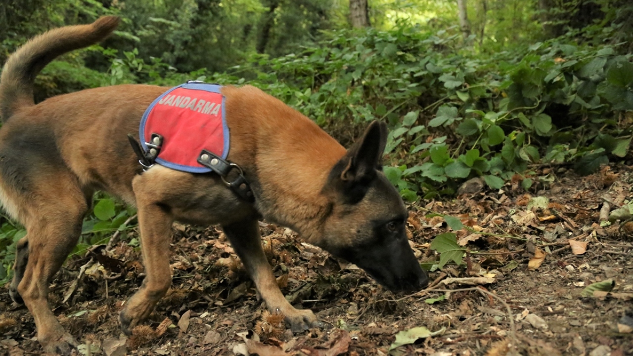 Göçmen, arama çalışmaları sonucu önce ayakkabıları, sonra sepeti bulunan annesine bölgedeki ayıların zarar vermiş olabileceği ihtimali üzerinde durduklarını belirtti.