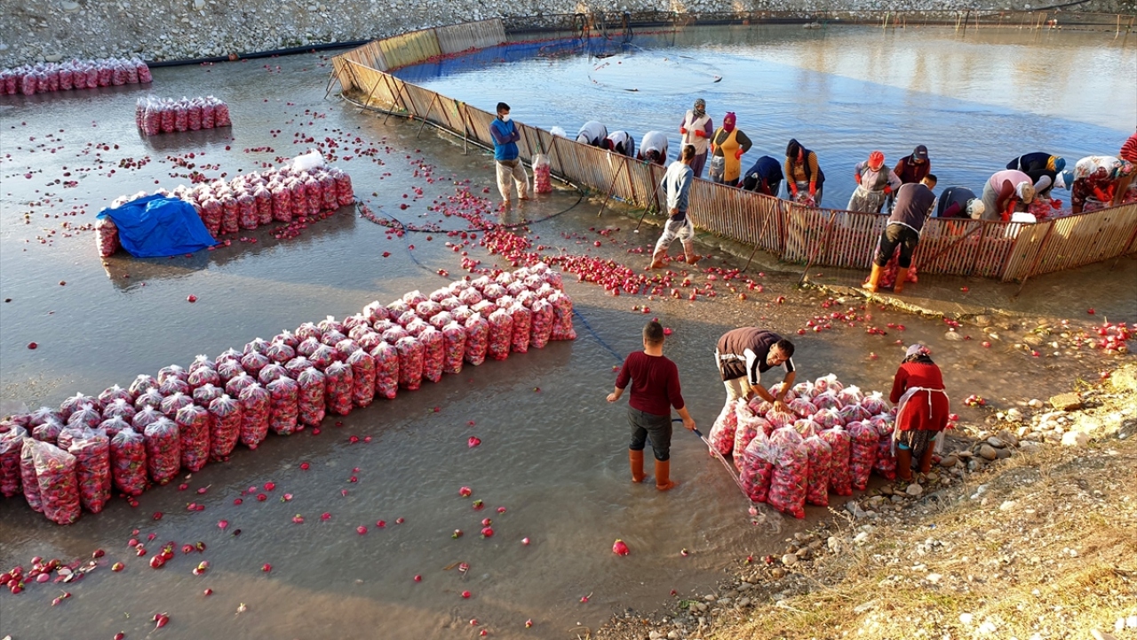 Turplar çay üzerinde oluşturulan havuzlarda yıkanıyor. Ambalajlanan turplar satışa sunulmak üzere çeşitli illere sevk ediliyor.