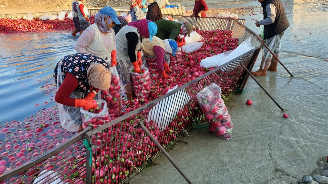 Özeser, turbun Türkiye genelinde bilinen 10 türü bulunduğunu, bunlardan en kalitelisinin Kadirli ve çevresinde yetiştirildiğini dile getirdi.