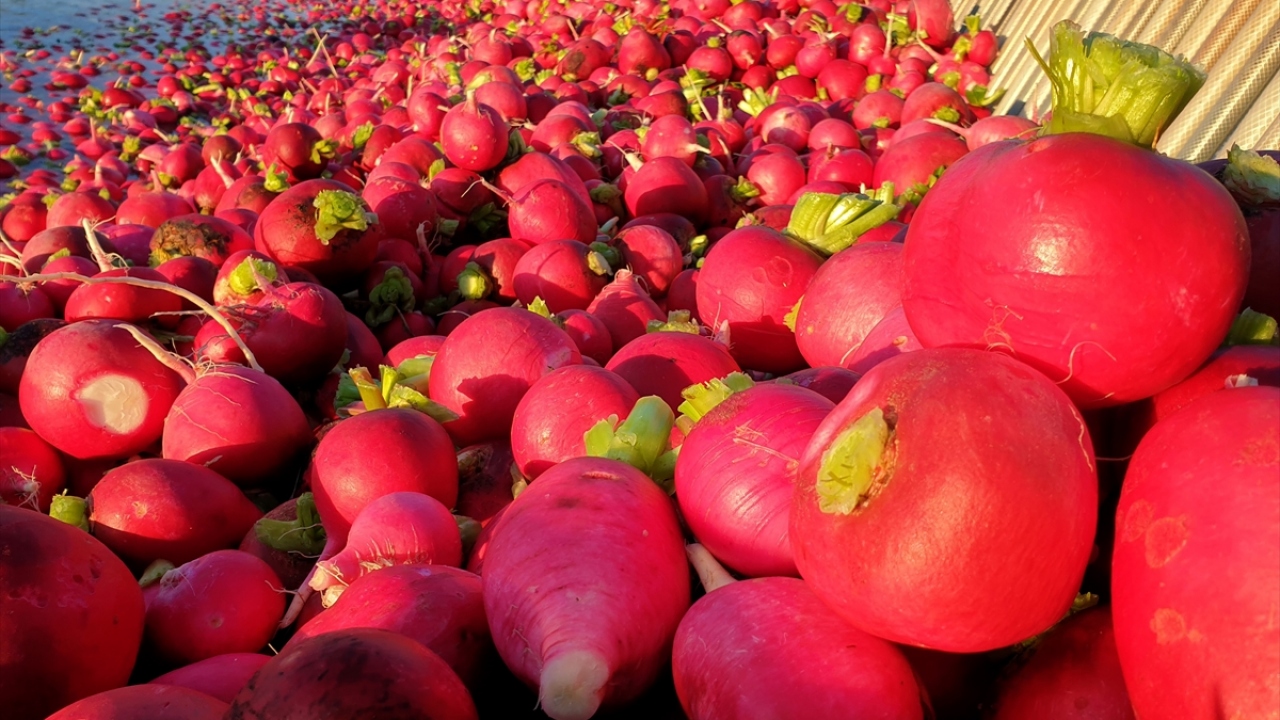 Turp üreticisi Soner Topalhan da turpta bu yıl bol verim ve güzel fiyat beklediklerini söyledi.