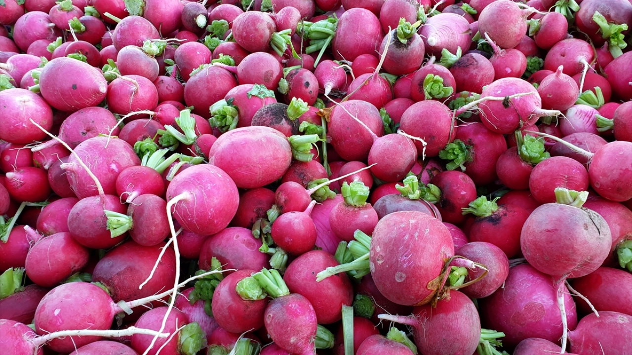 Tarım işçisi Meral Kurt da aile ekonomilerine katkı sağlamak için her yıl soğuk havaya rağmen turp hasadı yaptıklarını ifade etti.