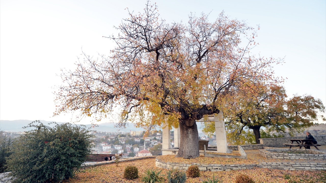 Uludağ köknarı, karaçam, meşe, doğu kayını gibi ağaç türleri ile kızılcık ve kuşburnu gibi maki bitkilerinin yer aldığı, sonbaharın tonları yeşil, sarı ve kahverenginin harmanlandığı tabiat parkı, fotoğraf tutkunlarının da ilgisini çekiyor.