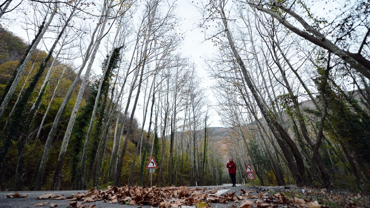 İçinde ilerledikçe masalımsı bir ortama dönüşen, yeşilin her tonunun birbirine karıştığı ve bu mevsimde renk cümbüşü oluşturan yoldan geçenler, çektikleri fotoğraflarla anı ölümsüzleştiriyor.