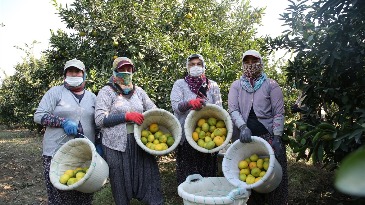Bereketli topraklarıyla Türkiye`nin önemli tarım merkezlerinden Mersin`de turunçgil hasadı devam ediyor.