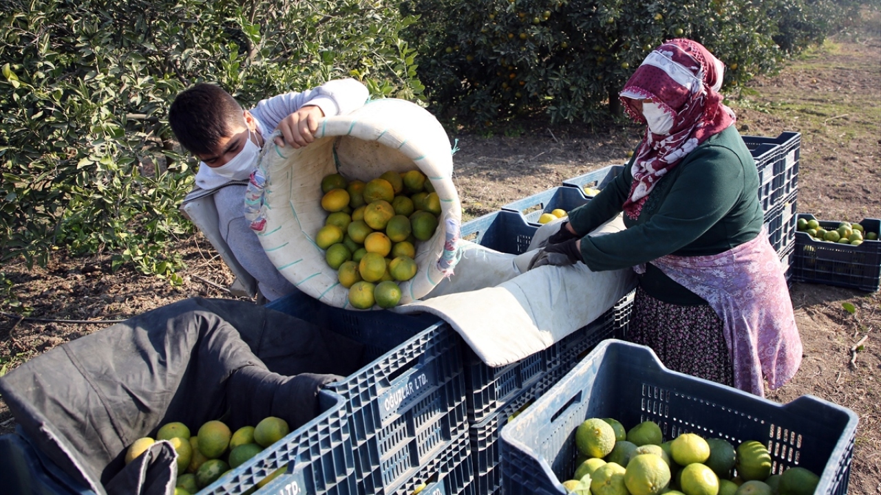 Hasatta önemli rol oynayan Çukurovalı kadınlar ise ailelerin geçimine katkıda bulunmak için sabahın ilk ışıklarıyla bahçelerin yollarını tutuyor.