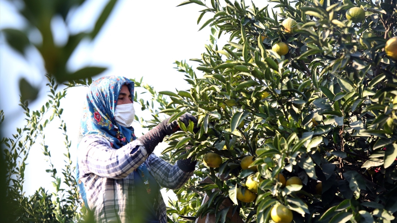 Topladıkları mandalinaları küfelere dolduran kadınlar, ürünlerin üzerlerindeki lekeleri de tek tek temizliyor.