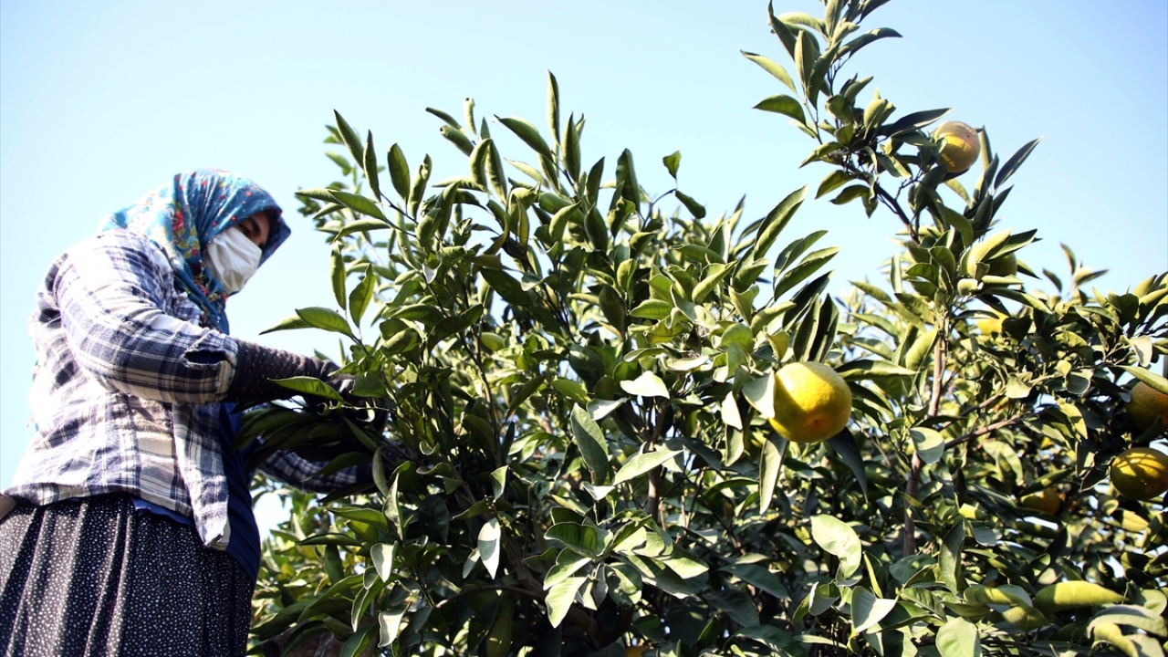 Erkek işçilerin yardımıyla kamyonlara yüklenen ürünler yurt içi ve yurt dışına gönderiliyor. Günlerinin büyük bir bölümünü turunçgil bahçelerinde geçiren kadınlar, 90 lira yevmiyeyle ev ekonomisine katkıda bulunmanın gurunu yaşıyor.