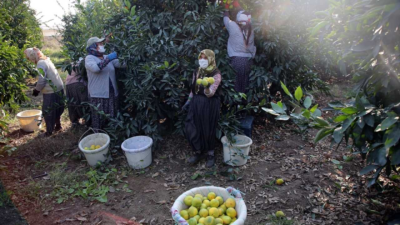 İşçilerden 43 yaşındaki Zübeyde Aslan, yaptığı açıklamada, günlerinin büyük kısmının turunçgil bahçelerinde geçtiğini söyledi.