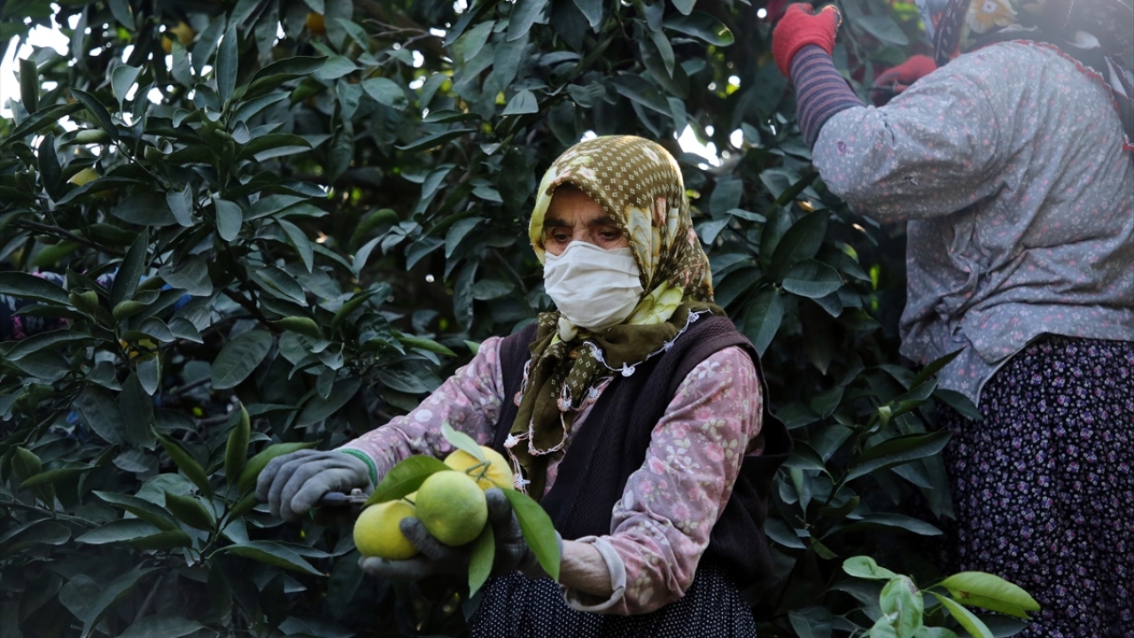 Uzun yıllardır turunçgil hasadına katıldığını anlatan Aslan, ürünün hasadının her aşamasında kadın emeğinin olduğunu ifade etti.