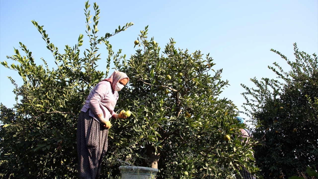 İşçilerden 3 çocuk annesi 44 yaşındaki Havva Koca da sabahın erken saatlerinde kalkıp turunçgil bahçelerine geldiklerini söyledi.