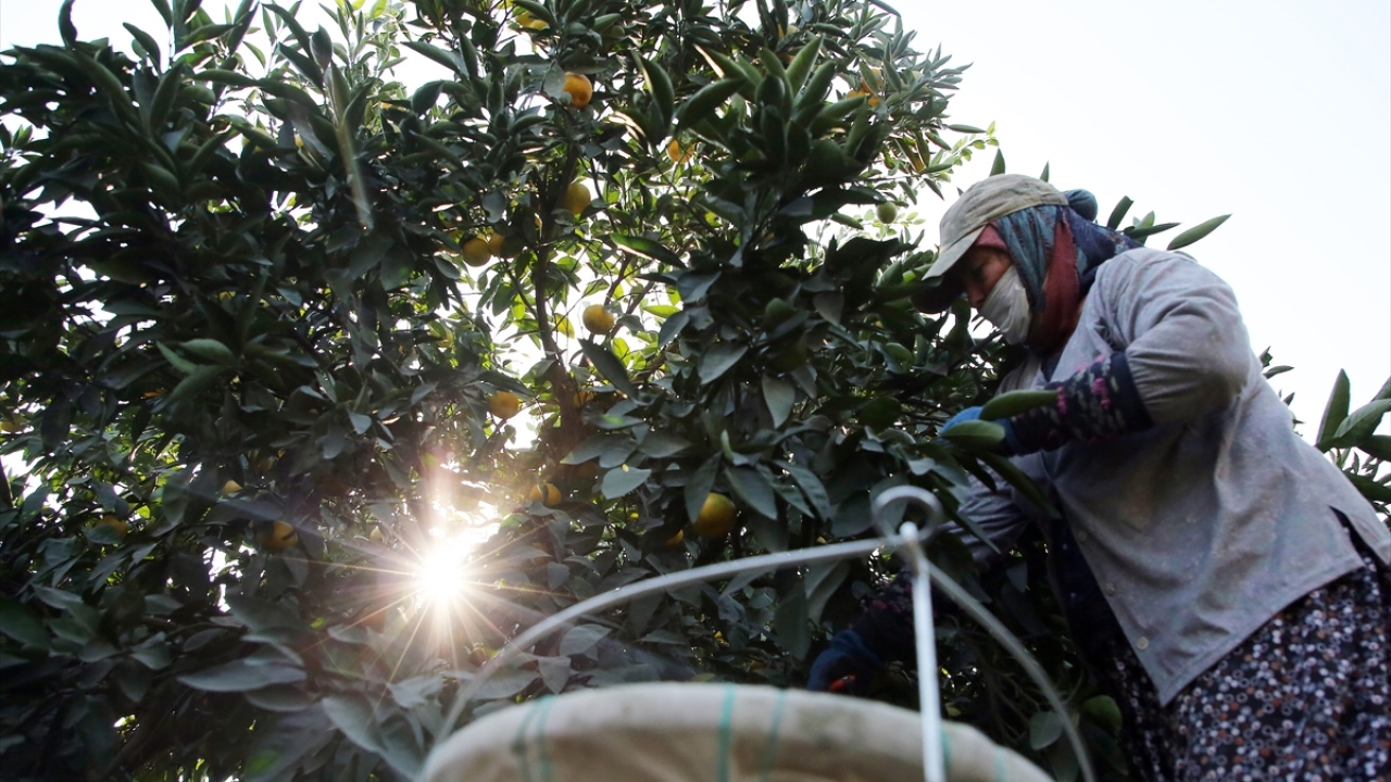 İşlerden 46 yaşındaki Zehra Fındıklı ise günlerinin, ev ve turunçgil bahçesi arasında yoğun geçtiğini ifade etti.