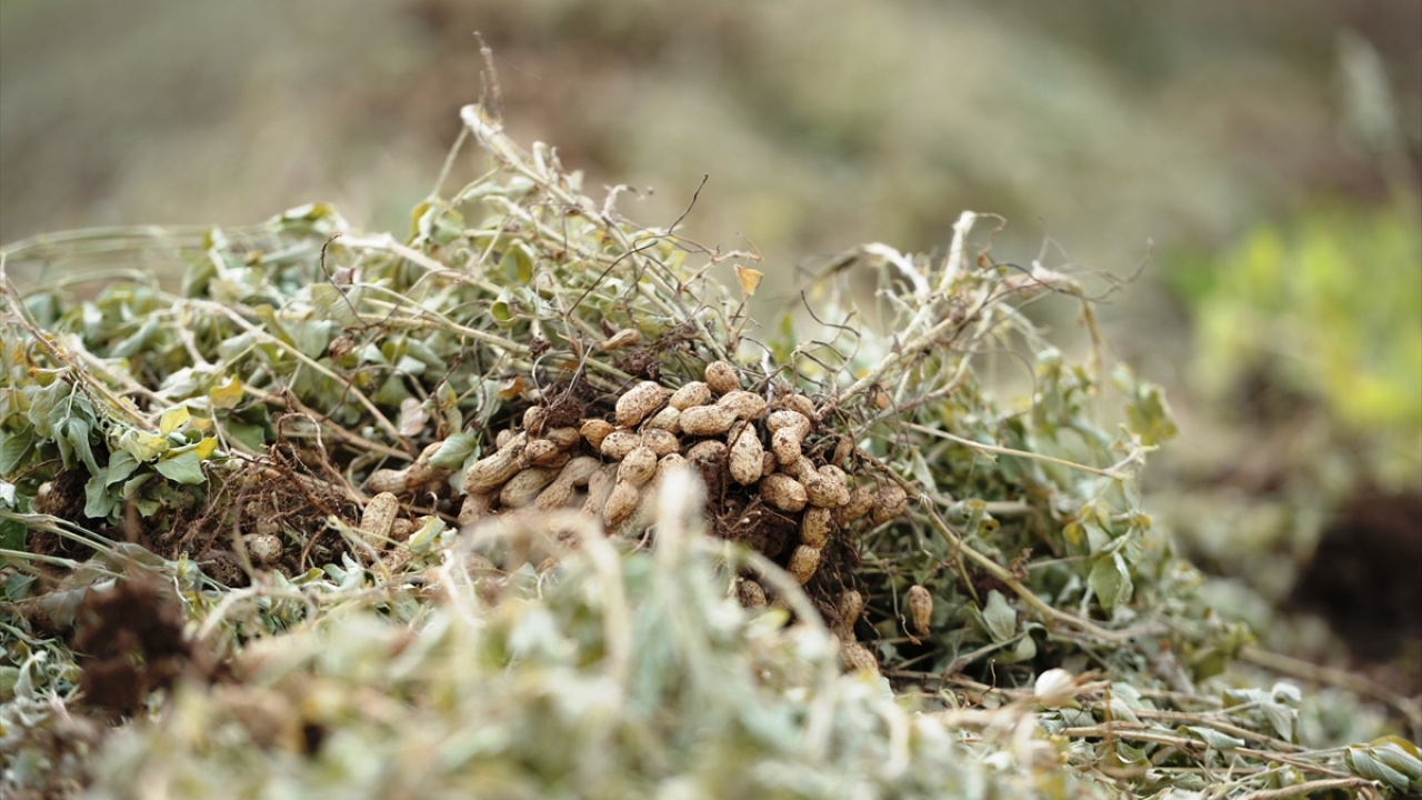 Güneydoğu Anadolu Bölgesi`nin önemli hububat merkezlerinden 3 milyon dönümlük Mardin Ovası yer fıstığı ile tanıştı.