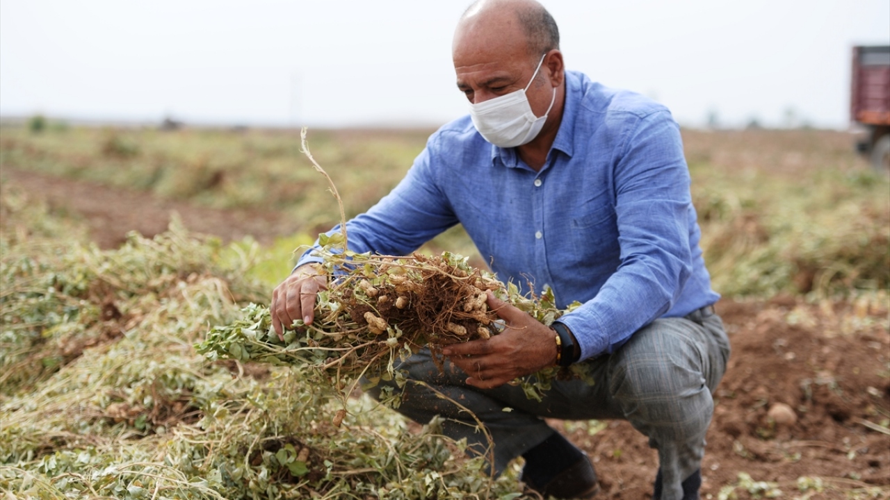 Tarım ve Orman İl Müdürlüğü öncülüğünde merkez Artuklu ilçesinde çiftçi Fahri Yıldız`ın Suriye sınırına sıfır noktasında bulunan Küçükköy Mahallesi`ndeki arazisinin 20`şer dönümüne nisan ayından bu yana 3 farklı dönemde yer fıstığı ekildi.