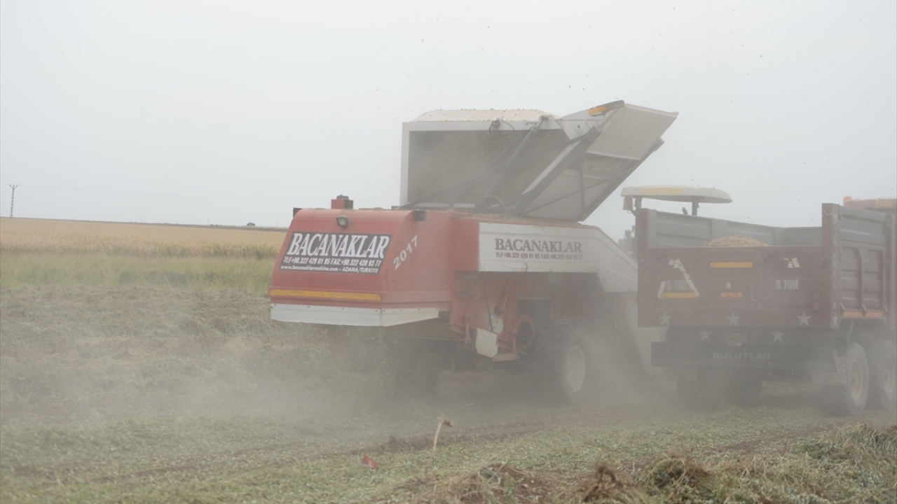 Her bir üretimde dönüm başına 400 kilogram, toplamda ise 2,5 ton verim elde edildi.