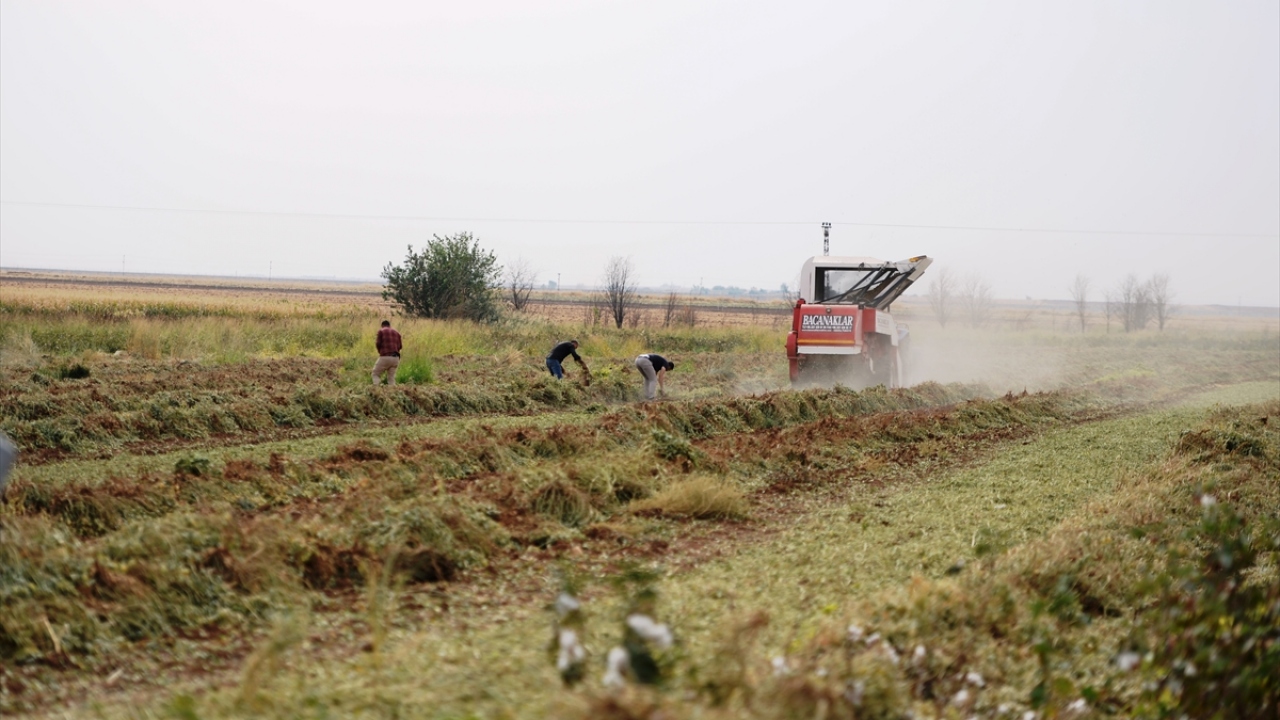 Mardin Tarım ve Orman İl Müdür Yardımcısı Mehmet Şirin İmrak, çiftçi Fahri Yıldız`ın Mardin Ovası`nda bulunan arazisine deneme amaçlı yer fıstığı ektiklerini söyledi.