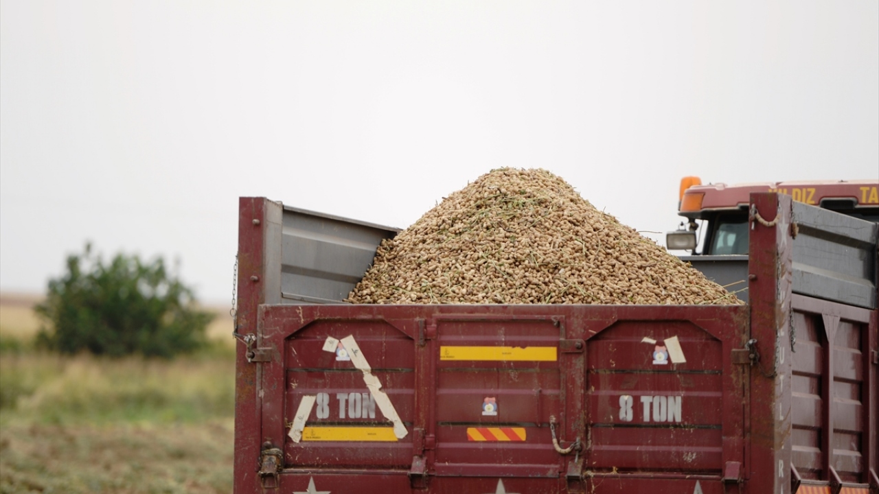 "Yer fıstığı arpa ve mısırın yerine çok iyi bir alternatif ürün özelliği taşıyor." diyen İmrak, Mardinli çiftçileri alternatif, yeni ürünlerle tanıştırmayı arzuladıklarını aktardı.