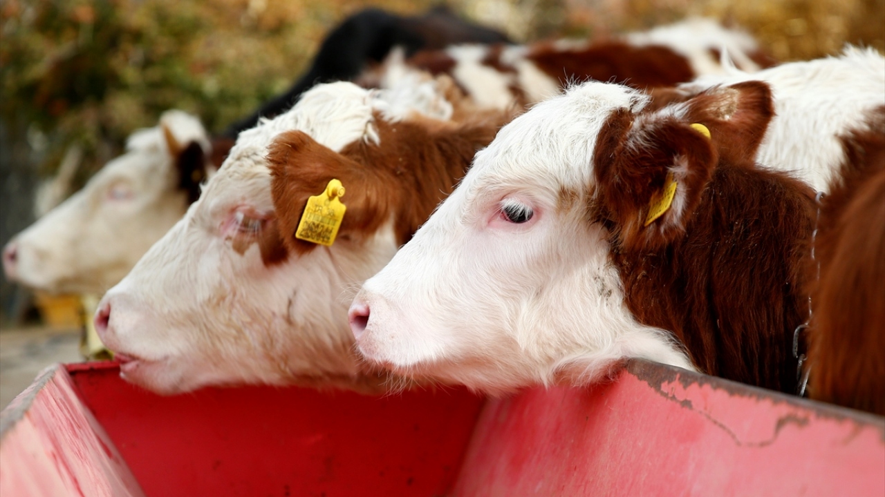 Cumhurbaşkanı Recep Tayyip Erdoğan`ın, "Ekilmedik bir karış toprak bırakmayın." sözünü de hatırlatan Pakdemirli, çiftçi aileden arazilerini boş bırakmamalarını istedi. 