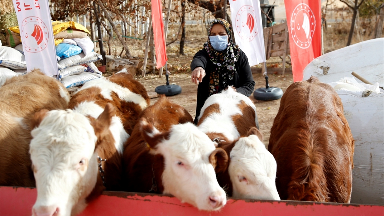 Konuşmaların ardından aileye 8 büyükbaş hayvan teslim edildi.
