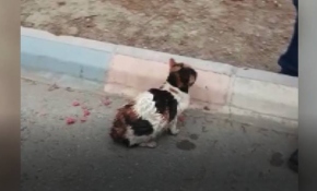 Üzerine beton dökülen kedi 2 gün sonra kurtarıldı